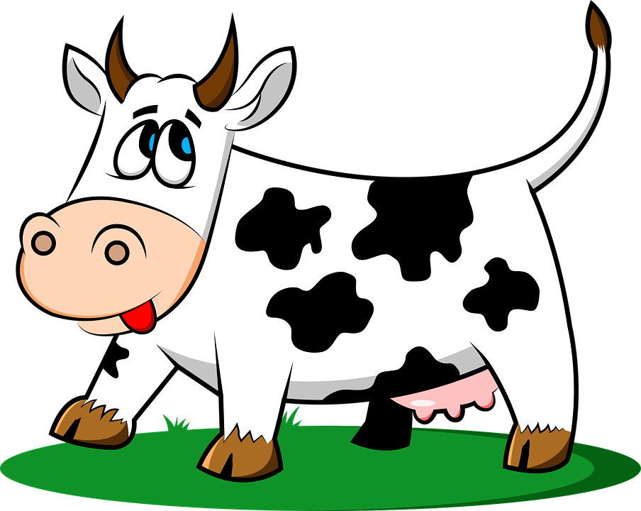 cow img
